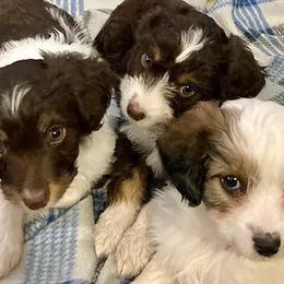 Aussiedoodles from Rocky Mtn American Aussiedoodles
