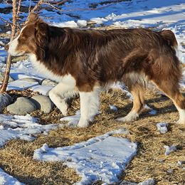 Rusty - Australian Shepherd