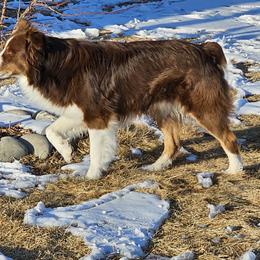 Rusty - Australian Shepherd