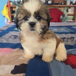 Gia - Sable and white female Shih Tzu puppy in Stroudsburg, Pennsylvania from Puppyville Pa Shih Tzu & frenchies