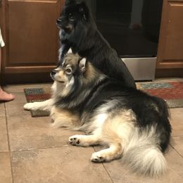 Finnish Lapphund All Grown Up from Forest Trail Finnish Lapphunds