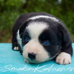 Cherry blossom - Black tri-color female Australian Shepherd puppy in Grapeland, Texas from Smokin K Aussies