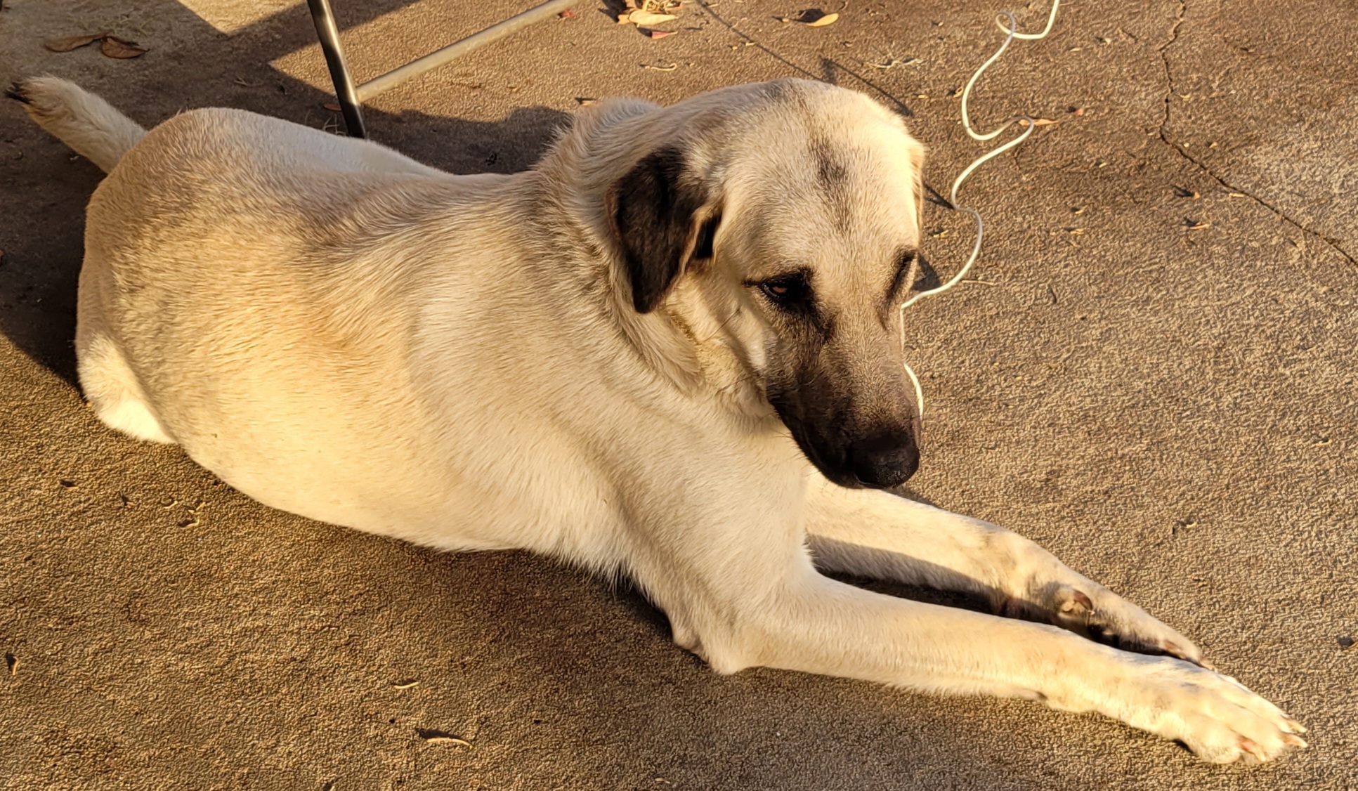Luna - Anatolian Shepherd Dog