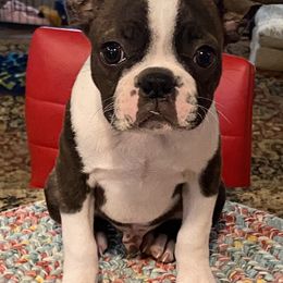 Boston Terrier Puppies from Wagtime Boston Terriers