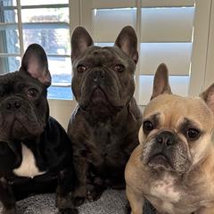 French Bulldogs from With Love Frenchies