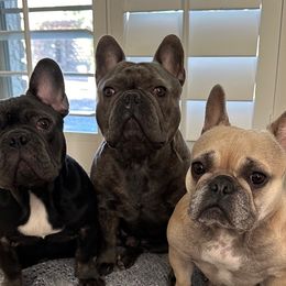 French Bulldogs from With Love Frenchies