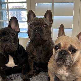 French Bulldogs from With Love Frenchies