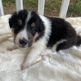 Ichi - Black white and tan female Collie puppy in Bamberg, South Carolina from Shakhor Ohr Collies and Pomeranians