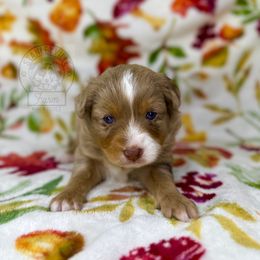 Reba rmm #1 - Miniature Australian Shepherd puppy in Buchanan, Georgia from Stanleyville Farm Mini Aussies