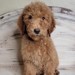 Bob (Blue Collar) - Red  male Goldendoodle puppy in Scurry, Texas from 07 Seven Oaks Goldens and Doodles