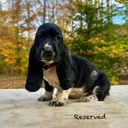 Phoenix - Black and white female Basset Hound puppy in Dingess, West Virginia from Tuckers' Howling Hounds