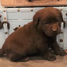Mittens - Chocolate female Labrador Retriever puppy in Camden, Indiana from Camden's Caring Canines