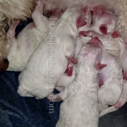Bichon Frise Puppies from Champion Bichon