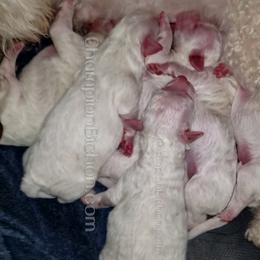 Bichon Frise Puppies from Champion Bichon
