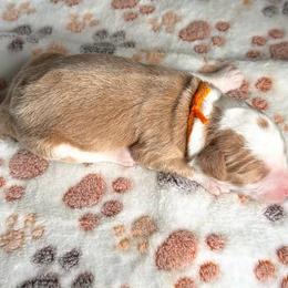 Aussiedoodle, Bernedoodle, Cavapoo, Goldendoodle, and Newfypoo Puppies from Haaspawz