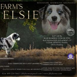 Elsie Mae - Miniature Australian Shepherd