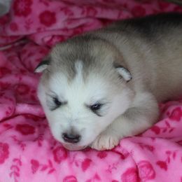 Jett - Gray and white male Alaskan Malamute puppy in Independence, Virginia from New River Valley Malamutes