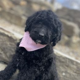 Chloe - Black Goldendoodle puppy in Lisbon, Ohio from Willow Lane Doodles