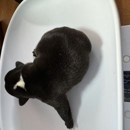 French Bulldog All Grown Up from Pipsters