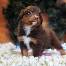 Jacob - Red tri-color male Miniature American Shepherd puppy in Battle Ground, Washington from Casita Miniature American Shepherds