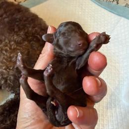 Latte - Brown female Poodle puppy in Ardmore, Oklahoma from The Poodles of Green Acres