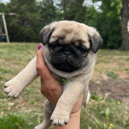 Green - Fawn male Pug puppy in Ellsworth, Kansas from Rachael Kruse