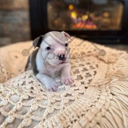 Ghost - American Bully puppy from Bosnian Royal Bullies