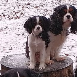 Bernese Mountain Dogs and Cavalier King Charles Spaniels from R-G Kennels