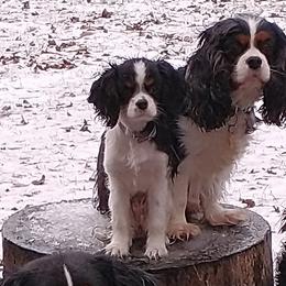 Bernese Mountain Dogs and Cavalier King Charles Spaniels from R-G Kennels