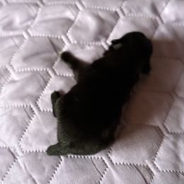 Ozzy - Black male Pomeranian puppy in Jackson, New Jersey from Peapod Pomeranians