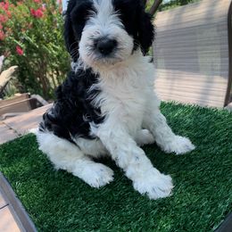 Aussiedoodle Puppies from Deason Doodles