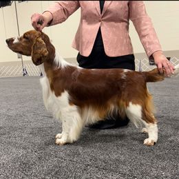 Milo - Welsh Springer Spaniel