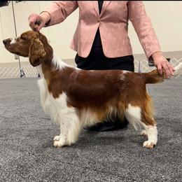 Milo - Welsh Springer Spaniel