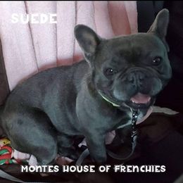 Suede - French Bulldog