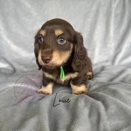 Louie - Chocolate and cream male Dachshund puppy in Gray, Louisiana from EB's Cajun Lil' Doxies