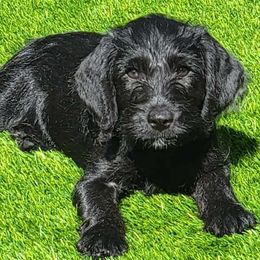 Olive - Black female Australian Labradoodle puppy in Concord, California from Golden State Good Dogs