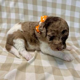 Peaches - Merle female Labradoodle puppy in Candler, North Carolina from Maple Bakin’ Doodles