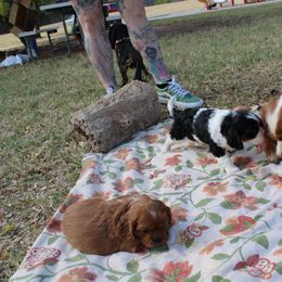 Cavalier King Charles Spaniel Puppies from Critter's Cottage Cavaliers