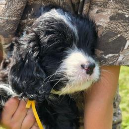 Winnie - Yellow - Black and white female Bernedoodle puppy in Carlisle, Iowa from Farnsworth Bernedoodles