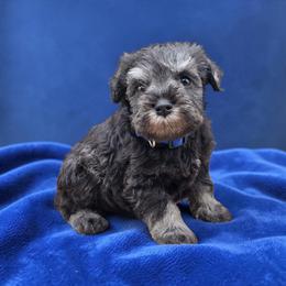 Blue Collar - Salt and pepper male Miniature Schnauzer puppy in Houston, Texas from Haughton Farm