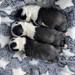 Piper - Black and white female Boston Terrier puppy in Gober, Texas from Trigger Time Kennels