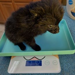 Male black missouri updated pictures and a video - Black male Pomeranian puppy in Lebanon, Missouri from Anna's Babies in the Midwest