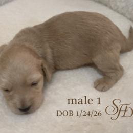 Male 1 - Cream male Dachshund puppy in Bratt, Florida from Sugarfoot Dachshunds