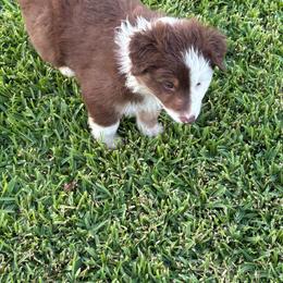 Orange - Red tri-color male Australian Shepherd puppy in Fontana, California from J.O Family Aussies