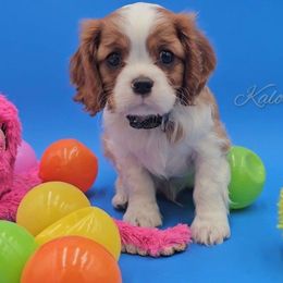 Boudreaux - Blenheim male Cavalier King Charles Spaniel puppy in Tyler, Texas from Kalon Cavaliers