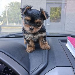 Elie - Black and tan male Yorkshire Terrier puppy in Jacksonville, Arkansas from Royal Yorkie Terrier