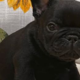 French Bulldogs from Wrinkles And Rolls Frenchies
