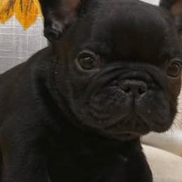 French Bulldogs from Wrinkles And Rolls Frenchies
