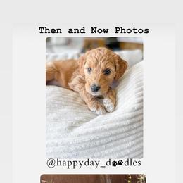 Goldendoodle Puppies from Happy Day Doodles