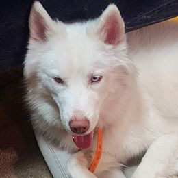 Casper - Siberian Husky